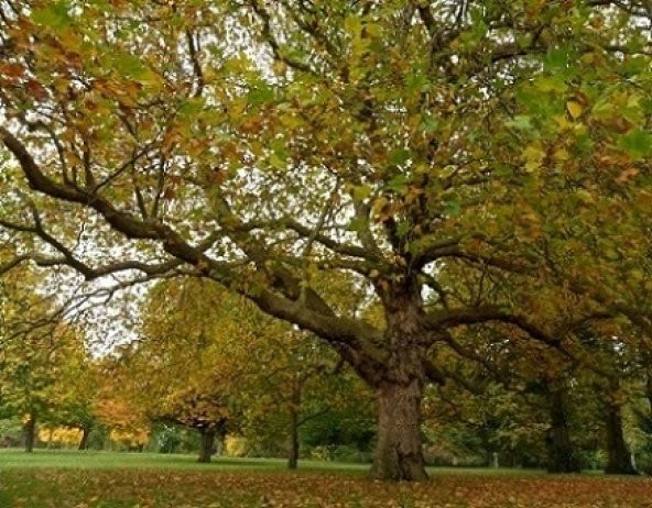 Çınar Ağacı Tohumu 5 Gr (1.000 Adet)  Çınar Tohumu Platanus Orientalis Tohum Doğu Çınarı Tohumu - 1