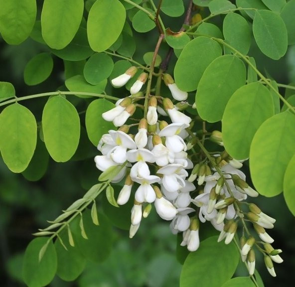 Yalancı Akasya Tohumu 25 Gr (1.000 Adet) Robinia Pseudoacacia Tohumu Yalancı Akasya Bitkisi Tohumu Süs Bitkisi Tohumu - 2