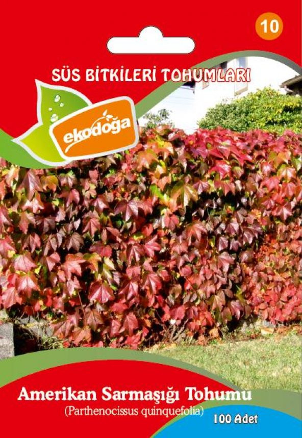 Amerikan Sarmaşığı 1 Paket (100 Adet) Parthenocissus Quinquefolia Tohumu Sarmaşık Tohumu Amerikan Sarmaşığı