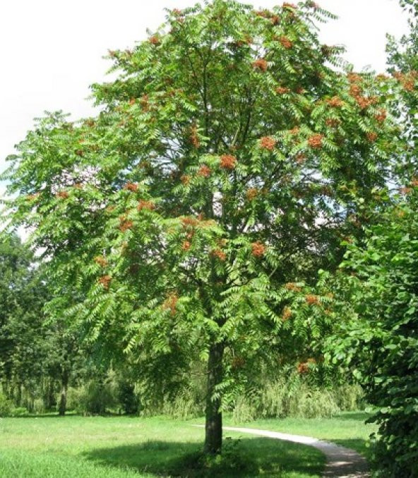 Cennet Ağacı Tohumu 20 Gr (500 Adet)  Ailanthus Altissima Tohumu Cennet Ağacı