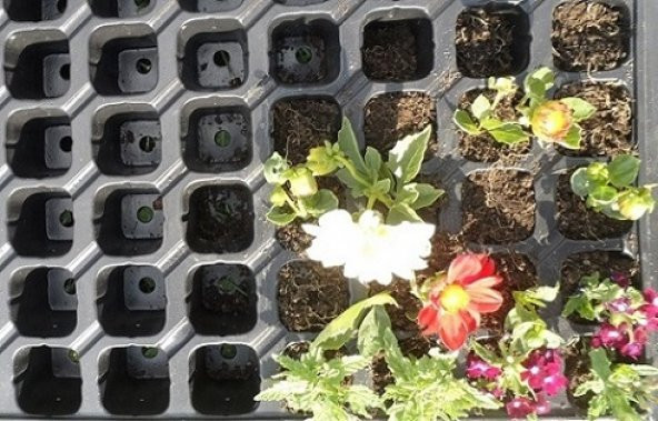 Fide Viyolu 70 Gözlü 100 Adet Fide Yetiştirme Kabı Tohum Çimlendirme Viyolü Fide Yetiştirme Viyolü Plastik Fide Viyolü Fide Viyol - 3