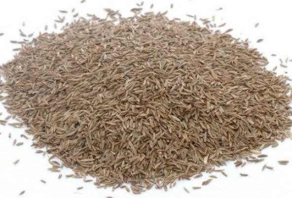 Süt Otu Tohumu 5 kg  Ryegrass Tohumu Trinova Yem Bitkileri  Yem Bitkisi Tohumu - 2