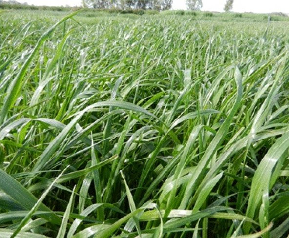 Süt Otu Tohumu 5 kg  Ryegrass Tohumu Trinova Yem Bitkileri  Yem Bitkisi Tohumu - 3