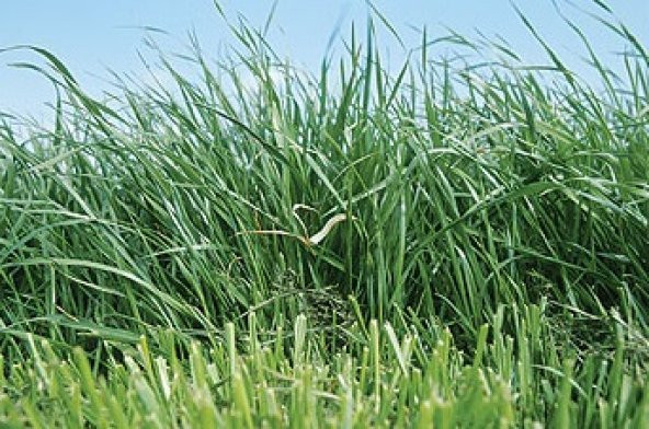 Süt Otu Tohumu 5 kg  Ryegrass Tohumu Trinova Yem Bitkileri  Yem Bitkisi Tohumu - 4