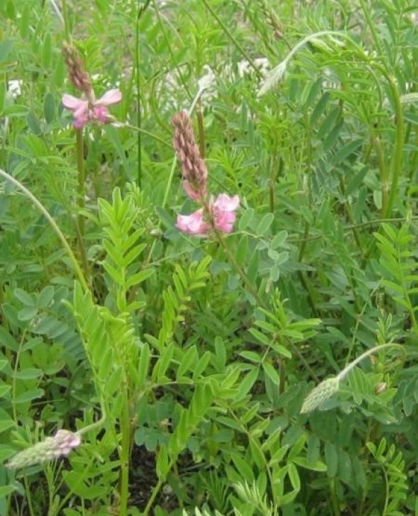 Korunga Yem Bitkisi Tohumu  10 Kg   Onorbrychis Sativa Yem Bitkileri Korunga Tohumu Yem Bitkisi - 2