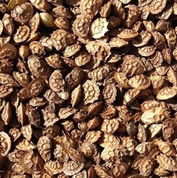 Korunga Yem Bitkisi Tohumu  10 Kg   Onorbrychis Sativa Yem Bitkileri Korunga Tohumu Yem Bitkisi - 3