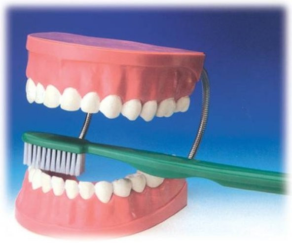 Diş fırçalama modeli