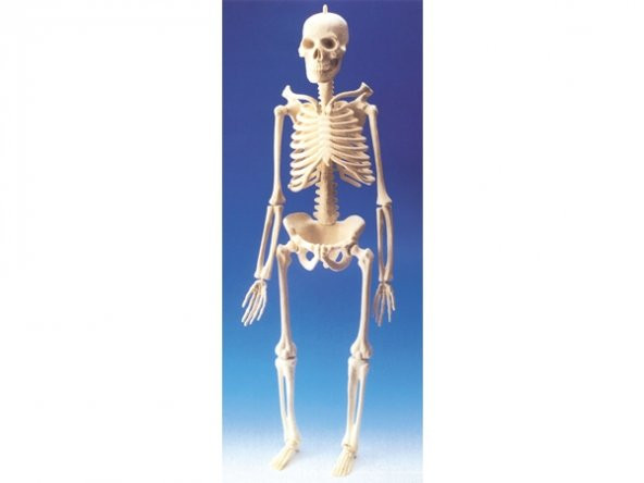 İnsan iskelet modeli 46 cm