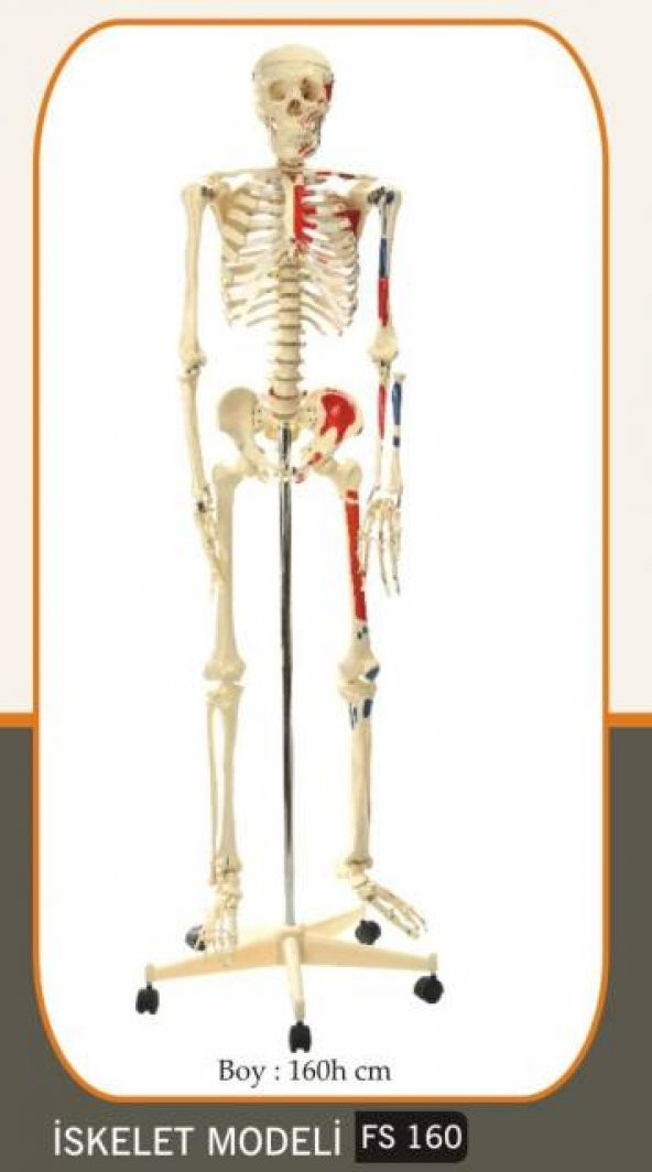 İnsan iskelet modeli 160 cm
