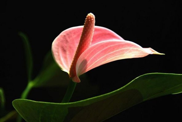 5 ADET rainbow gül tohumu hediye - Hollandadan İTHAL - Antoryum (Anthurium andreanum) Çiçeği Tohumu