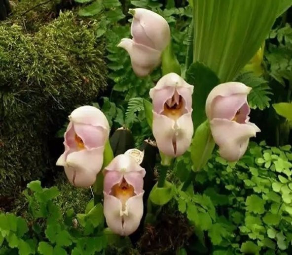 5 Adet Rainbow Gül Tohumu HEDİYE - Bin Bir Çeşit PHALAENOPSİS Orkide Tohumu ( 15 Adet Tohum) - 4