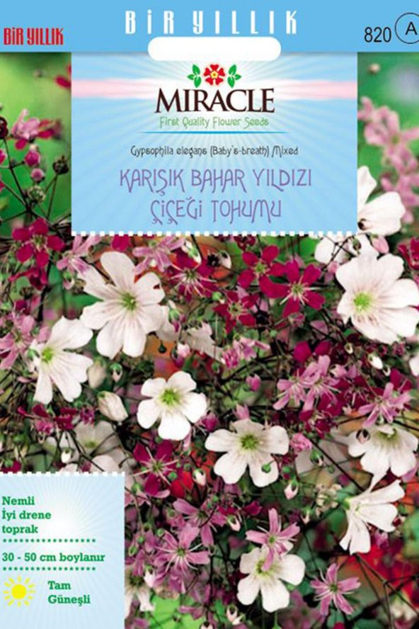 Miracle Gypsophila Elegance Mixed Karışık Bahar Yıldızı Çiçeği To