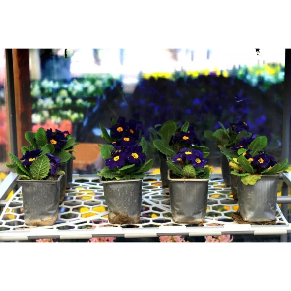 Prado Portatif Balkon,Bahçe Serası, Mini Sera - 5