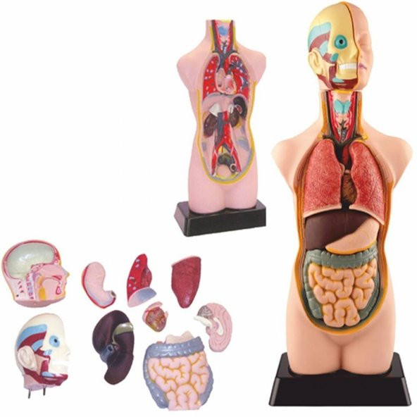 Edu Büyük İnsan Vücut Maketi 50 cm - Büyük İnsan Vücudu Modeli