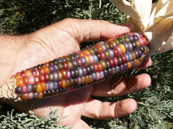 GÖKKUŞAĞI (İndian Rainbow Corn) MISIR TOHUMU (15 Adet)