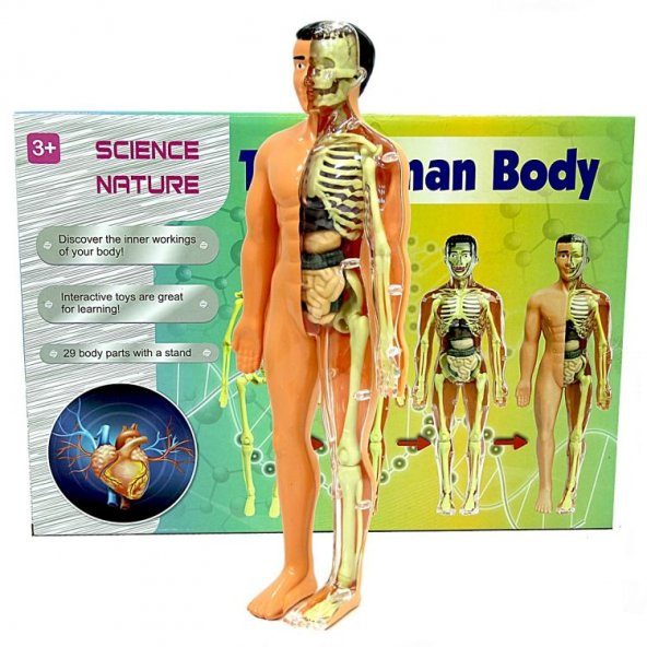 İnsan Vücudu 3D Eğitim Seti
