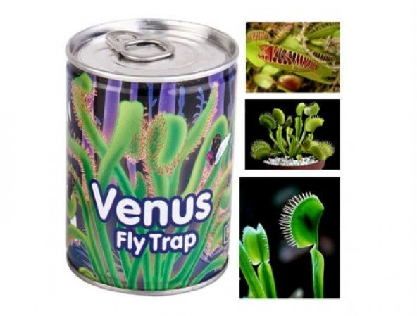 Sinek Yiyen Etobur Bitki Yetiştirme Kiti Venus Fly Trap