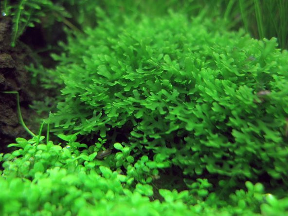Pellia moss, Monosolenium tenerum, 5x5 tel üzerinde, moss, akvaryum bitkisi