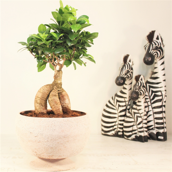 Ficus Bonsai (orta boy)