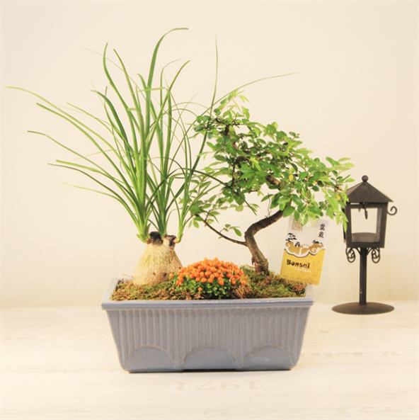 Minyatür Bonsai ağaçı
