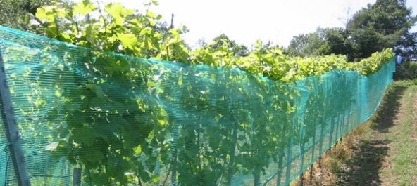 Arı Filesi 35 lik 1,5x18=27 m2 Bağ Filesi Ürün Toplama Filesi Dolu Filesi - 2