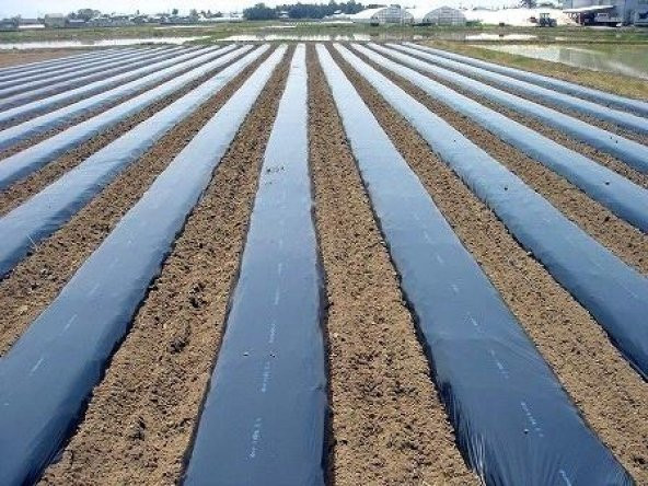 Cilek Naylonu 30 Metre Çilek Örtüsü Malç Naylonu Malç Örtüsü - 2
