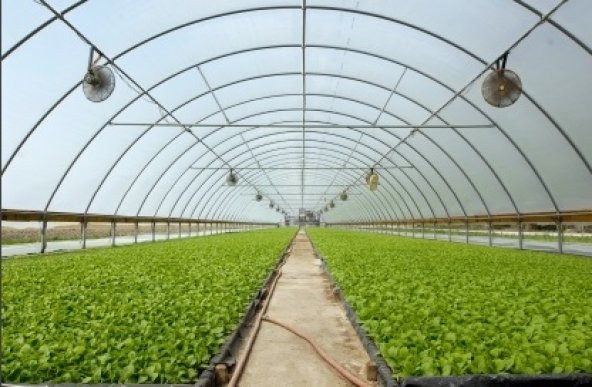 Sera Naylonu 8x40=320 m2 36 Aylık Sera Örtüsü Şeffaf Sera Naylonu  Plastik Sera Naylonu - 3