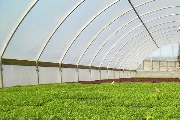 Sera Naylonu 12x10=120 m2 36 Aylık Sera Örtüsü Şeffaf Sera Naylonu  Plastik Sera Naylonu