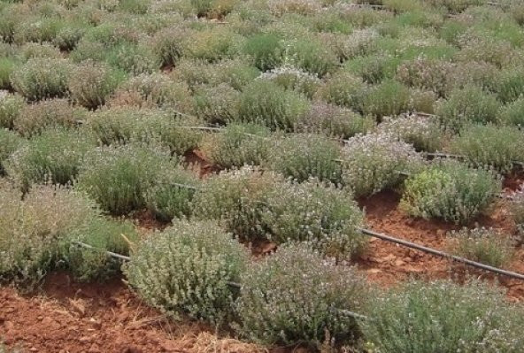 İzmir Kekiği Tohumu 10 gr Bilyalı Kekik Tohumu Taze Kekik Tohumu Kekik Tohumları Origanum Orites