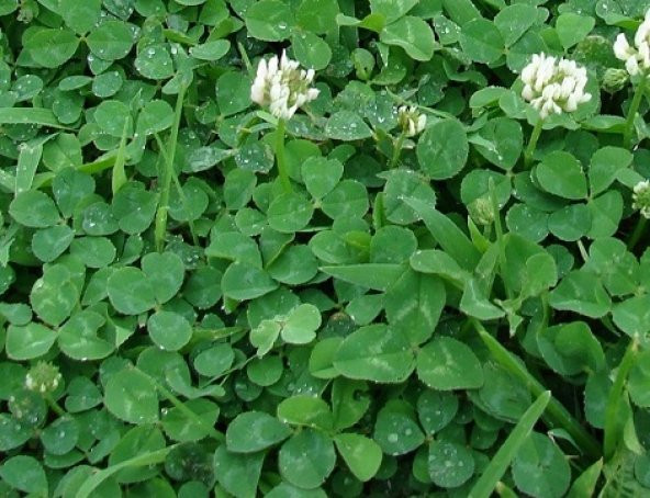 Ak ucgul Tohumu 100 gr Süs Yoncası Tohumu Bodur Yonca Tohumu Üçgül Tohumu Tavuk Yoncası - Resim 3