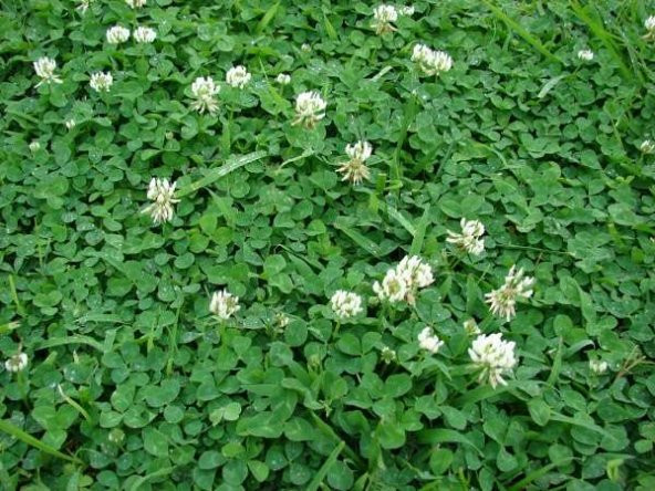 Ak ucgul Tohumu 1 kg  Süs Yoncası Tohumu Bodur Yonca Tohumu Üçgül Tohumu Tavuk Yoncası - 3