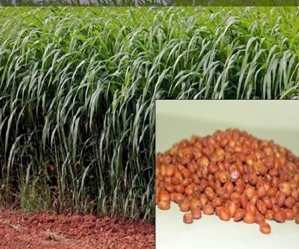 Sorgum Sudan Otu Tohumu 1 Kg Sudan Otu Melezi Yem Bitkileri Tohumu - 2
