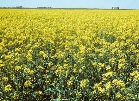 Yem Şalgamı Tohumu 1 Kg Lenox Tohumu Şalgam Tohumu Yem Bitkisi Tohumu