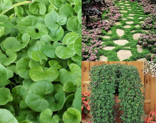 Fare Kulağı Tohumu 1 Kg Dichondra Repens Tohumu Kundura Çimi Tohumu Bahçe Çim Tohumu