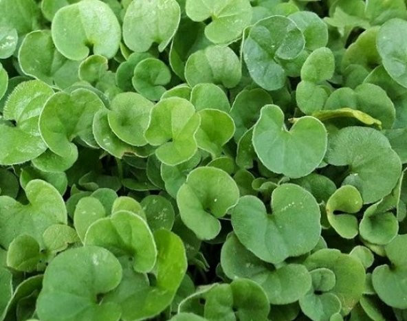 Fare Kulağı Tohumu 1 Kg Dichondra Repens Tohumu Kundura Çimi Tohumu Bahçe Çim Tohumu - 4