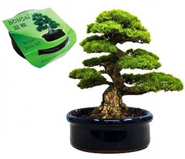 Buffer Bonsai Karaçam Ekim Kiti