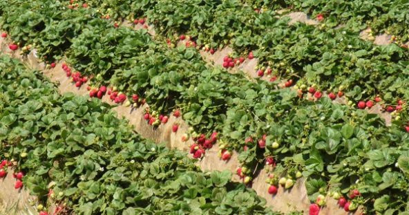 Yediveren Cilek Fidesi 20 Adet Frigo Çilek Fidesi Açık Kök Çilek Fidesi Organik Çilek Fidesi Kokulu Çilek Fidesi - 2