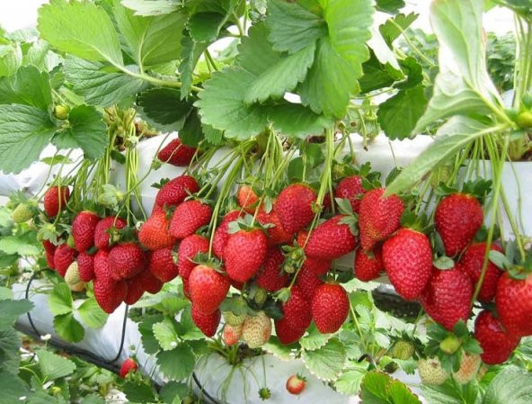 Yediveren Cilek Fidesi 20 Adet Frigo Çilek Fidesi Açık Kök Çilek Fidesi Organik Çilek Fidesi Kokulu Çilek Fidesi - 3