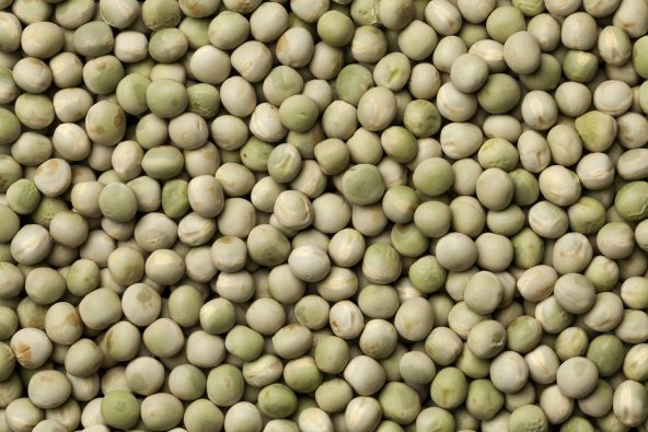 Yem Bezelyesi Tohumu 10 Kg Yemlik Bitki Tohumu Pisum Sativum Tohumu Yem Bitkisi Tohumu - 2