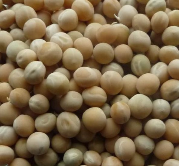 Yem Bezelyesi Tohumu 10 Kg Yemlik Bitki Tohumu Pisum Sativum Tohumu Yem Bitkisi Tohumu - 3