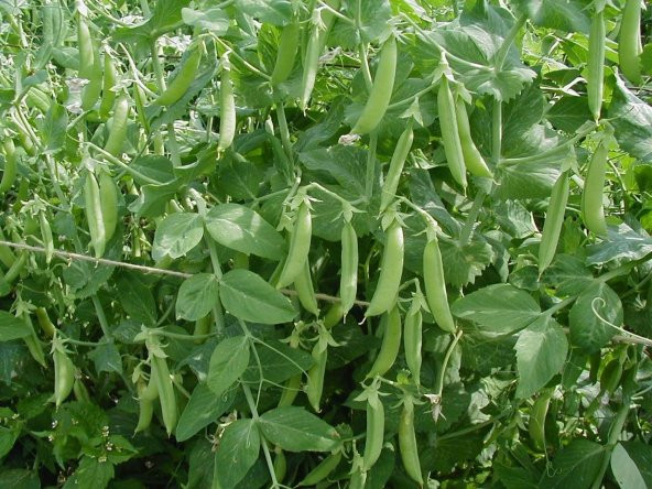 Yem Bezelyesi Tohumu 10 Kg Yemlik Bitki Tohumu Pisum Sativum Tohumu Yem Bitkisi Tohumu - 4