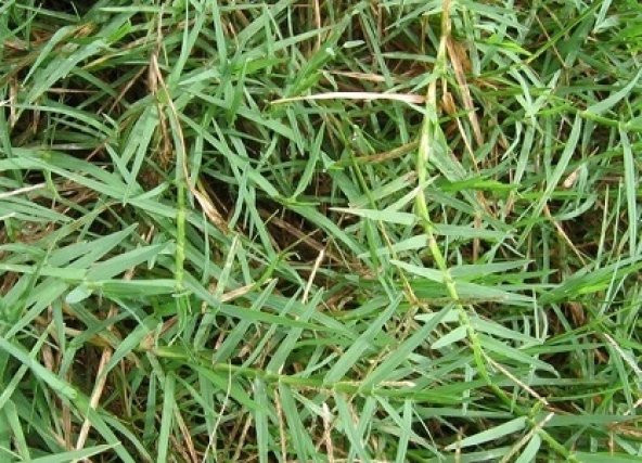 Bermuda Cim Tohumu 500 gr Bermuda Grass Çim Tohumu Köpek Dişi Ayrığı Tohumu Uganda Çim Tohumu