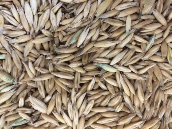 Yulaf Tohumu 1 Kg Doğal Yulaf Tane Yulaf İlaçsız Yulaf Yemlik Yulaf Kuş Yemi - 2