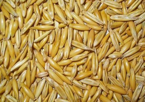 Yulaf Tohumu 1 Kg Doğal Yulaf Tane Yulaf İlaçsız Yulaf Yemlik Yulaf Kuş Yemi - 3