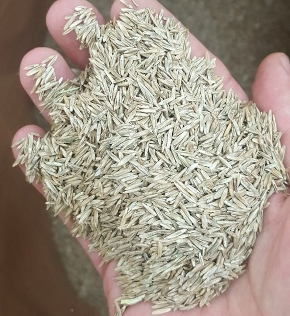İngiliz Cimi 5 Kg İngiliz Çim Tohumu Lolium Perenne Tohumu - 3