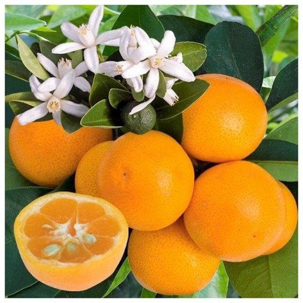 Citrus CALAMONDIN Fidanı (2.5 Yaş Çicekli ve Meyveli)
