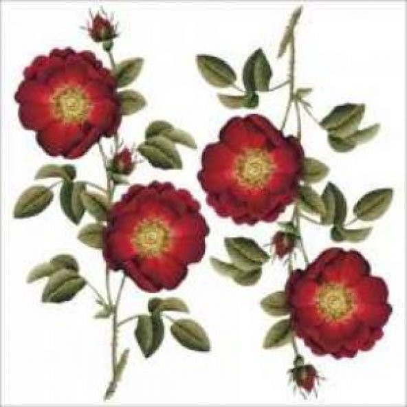 1808v Artebella Kolay Kumaş Transfer Açık Zemin