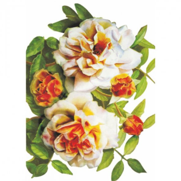 Kolay Transfer 1264v Transparan 17x24cm - 2