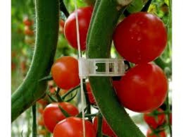 Domates Salata Klipsi Bitki Bağlama Klipsi 100 ADET - 2