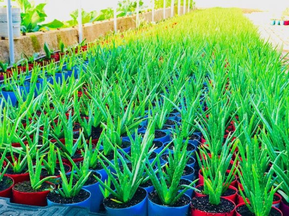 ALOE VERA BİTKİSİ,10 KÖKLÜ SAKSI DOLUSU,30-40 CM TIBBİ ALOE VERA(FOTOGRAFTAKİ BİTKİ) - 2